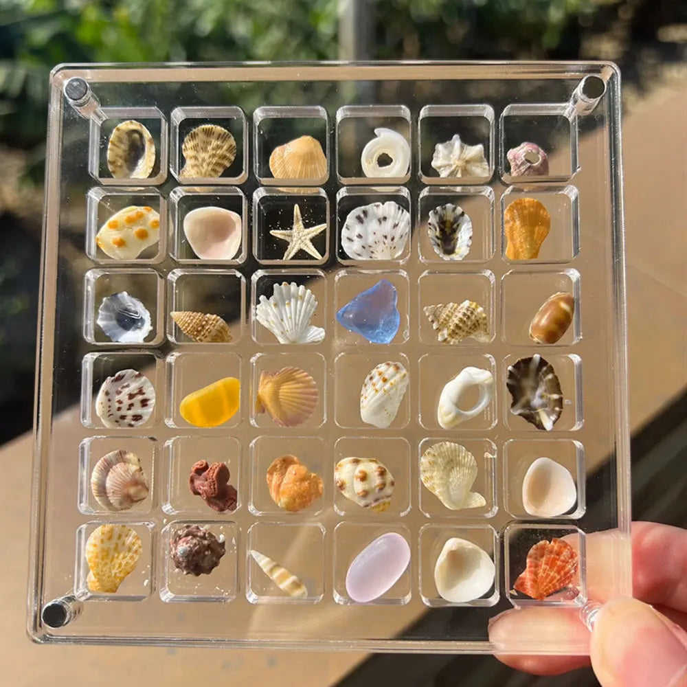 Acrylic Magnetic Seashell Display Box