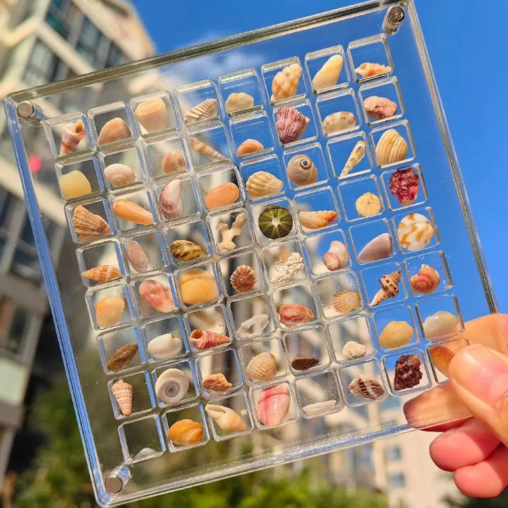 Acrylic Magnetic Seashell Display Box